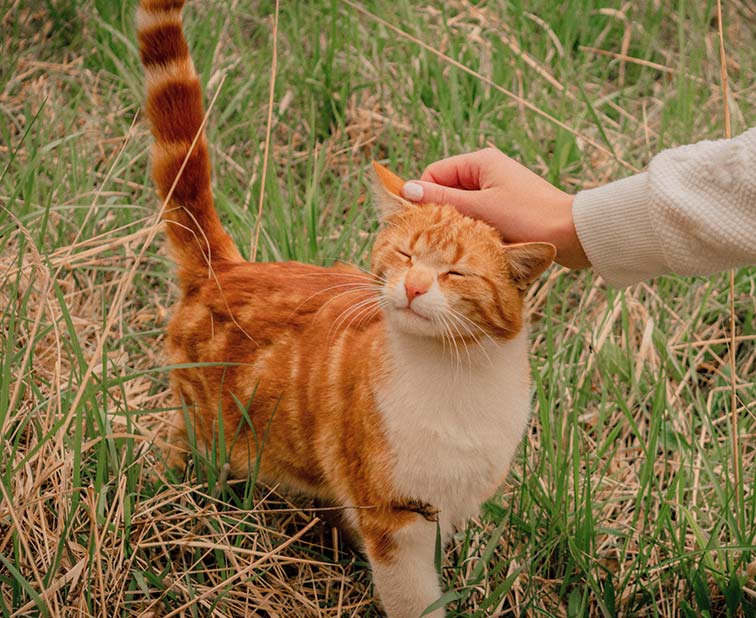 ginger cat mushroom cute kitten playful nice