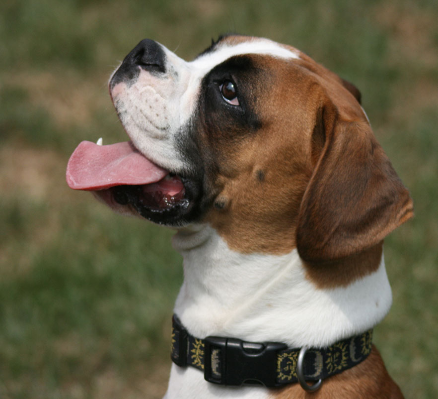 boxer dog looks adoringly at owner