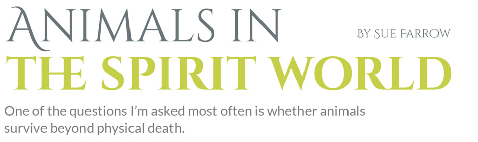 Animals in the spirit world – One of the questions I’m asked most often is whether animals survive beyond physical death.