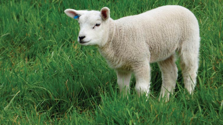 A lamb