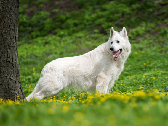 WITH dogged determination, one German Shepherd dog travelled 2,000 miles in four months to return to her owner. 