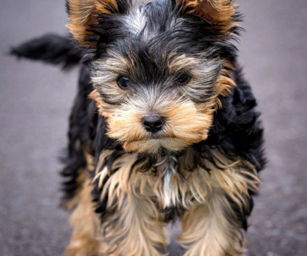 The next morning, an officer on another Vancouver-docked ship, the SS Hanley, noticed a wire-haired terrier walk up the gangplank.