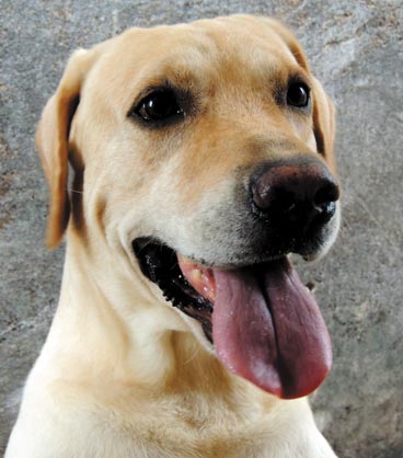 labrador